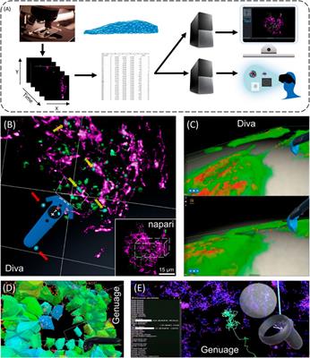 Challenges of intracellular visualization using virtual and augmented reality
